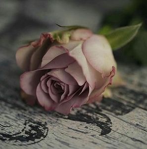 Meet your Posher, Chip